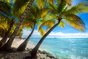 beach on Saona Island in the Caribbean