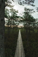 Landscape of a wooden trail in swamp leading forwards. Preserved outdoor territory of Ķemeri National park in Latvia.
