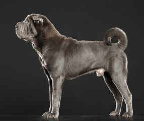 Shar pei dog Dog  Isolated  on Black Background in studio