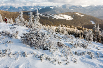 Snow covered trees in the mountains.