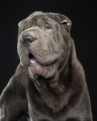 Shar pei dog Dog  Isolated  on Black Background in studio