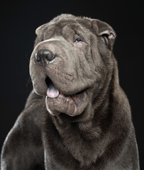 Naklejka premium Shar pei dog Dog Isolated on Black Background in studio