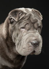 Shar pei dog Dog  Isolated  on Black Background in studio