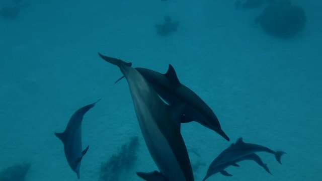 Dolphins playing in the blue water (Spinner Dolphin, Stenella longirostris) Close-up, Underwater shot, 4K / 60fps

