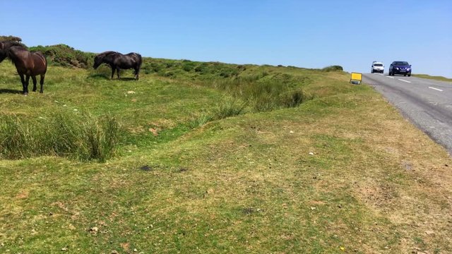 Pan from road to ponies at Dartmoor National Park, UK