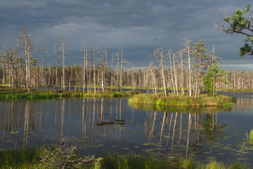 Beautiful summer swamp landscape with round shape pond with trees and sky reflection on water surface and little green pine tree in green grass around in a stormy weather. 