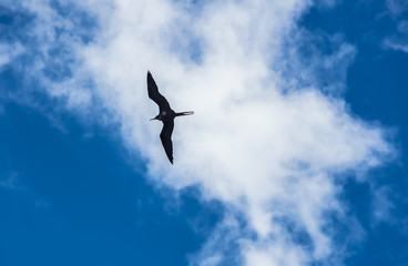 VOL D'OISEAU