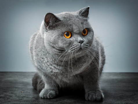 Grey British Shorthair Cat
