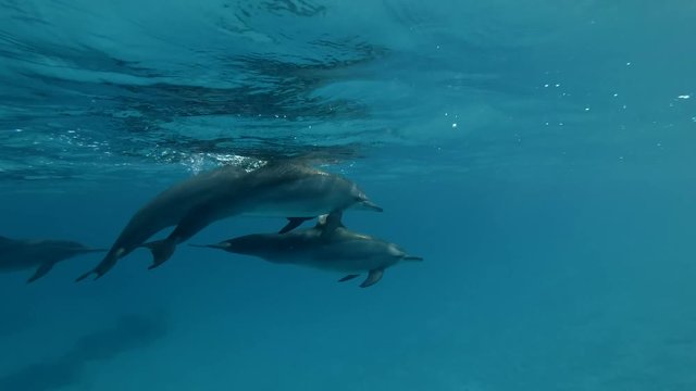A pair of dolphins meet a group of dolphins (Spinner Dolphin, Stenella longirostris) Close-up, Underwater shot, 4K / 60fps
