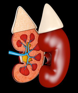 recommend clip art: Structure of the kidney medical. Science medical educational material isolated black