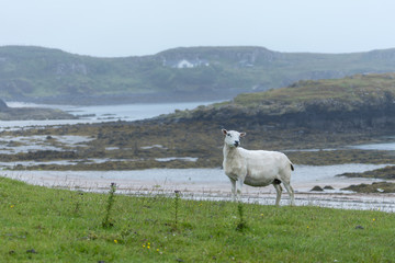 Obraz premium A single sheep on the Isle of Muck, a small island in the Inner Hebrides of Scotland