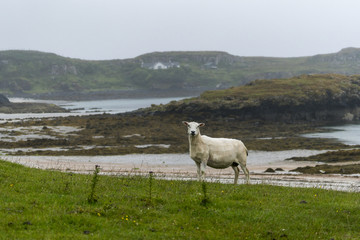 A single sheep on the Isle of Muck, a small island in the Inner Hebrides of Scotland
