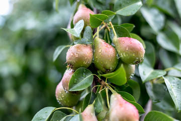 A green pear on a tree after a rain in droplets of dew.