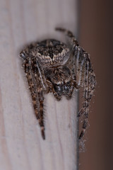 Spinne zusammengekauert