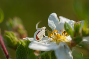 Krabbenspinne in Blüte