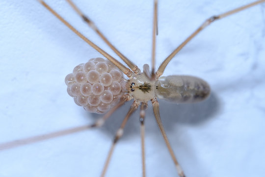 รูปภาพPholcidae เลือกดูภาพถ่ายสต็อก เวกเตอร์ และวิดีโอ1,362 Adobe Stock