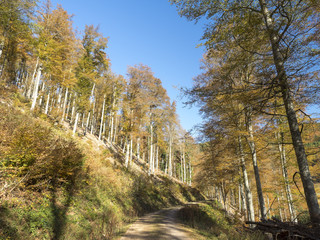 Fagus sylvatica. Futaies cathédrales de Hêtres communs de Forêt-Noire en Allemagne au couleurs d'automne