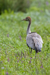 Obraz na płótnie Canvas Common Crane, (Grus grus), an adult, Gloucestershire, UK.