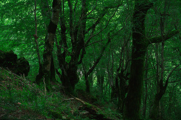 Obraz premium Abkhazia