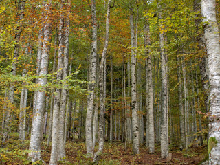 Fagus sylvatica. Futaies cathédrales de Hêtres communs de Forêt-Noire en Allemagne au couleurs d'automne