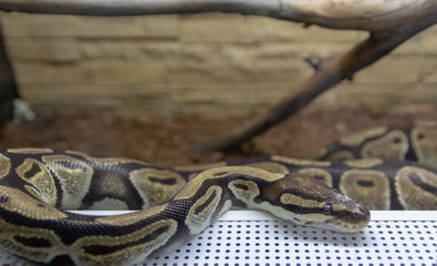 The royal python is brown in the terrarium. exotic pet