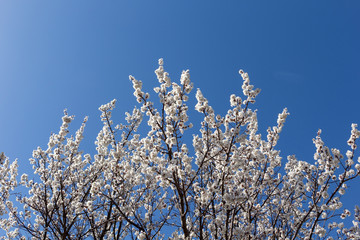 Blooming white apricot in the garden on a background of blue sky