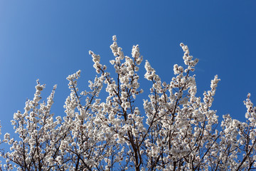 Blooming white apricot in the garden on a background of blue sky
