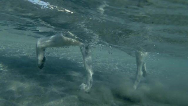 Dog walks in shallow water. Red sea, Marsa Alam, Marsa Mubarak, Egypt (Split level, Underwater view, 4K / 60fps)

