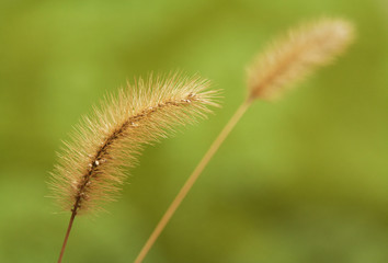 Fototapeta premium Grain