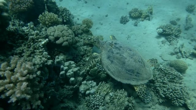 Sea turtle swim over coral reef. Red sea, Marsa Alam, Abu Dabab, Egypt (High-angle shot, Underwater shot, 4K / 60fps) 
