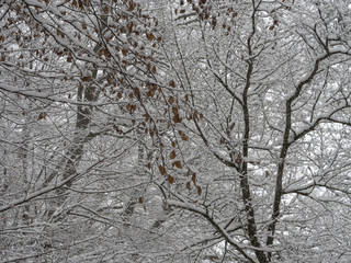 Fagus sylvatica. Futaies cath&eacute;drales de H&ecirc;tres communs de For&ecirc;t-Noire en Allemagne en hivers 