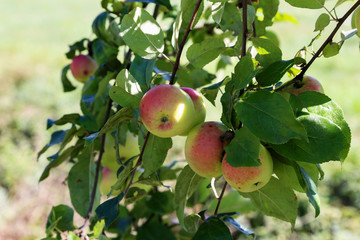 Apples ripen on the branches