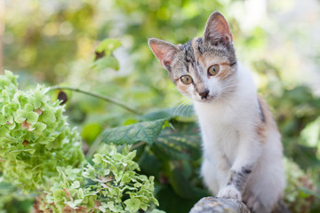 Naklejka na ściany i meble Home-made cat in the garden in autumn background.