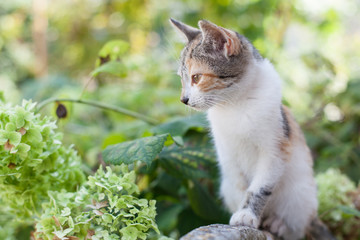 Home-made cat in the garden in autumn background.