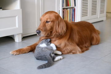 Golden Retriever and Kitten