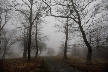 Landscape with beautiful fog in forest on hill or Trail through a mysterious winter forest with autumn leaves on the ground. Road through a winter forest. Magical atmosphere. Azerbaijan