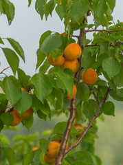 Ripe apricots. A large type of fruit. Fruit gardens. Harvest in the south of Russia.
