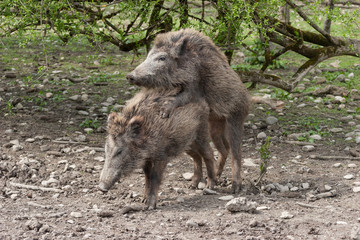 Spielende Wildschweine / Paarung