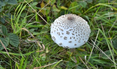 champignon vénéneux