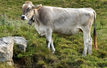 vache alpine