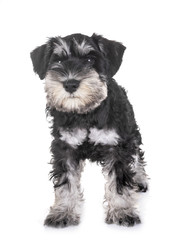 puppy miniature schnauzer