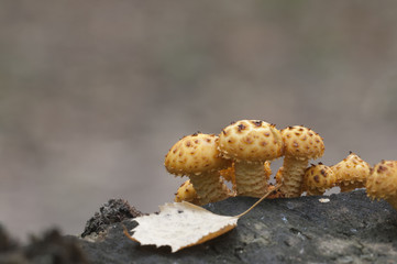 Pholiota aurivella mushroom