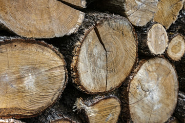 Original texture of chopped and stacked pile of natural oak wood for background. Creative abstract macro in yellow, gray, brown colors. Nature concept for design