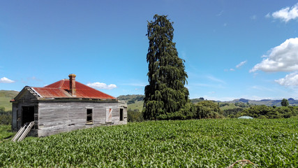 Obraz premium abonded farming with house and greens