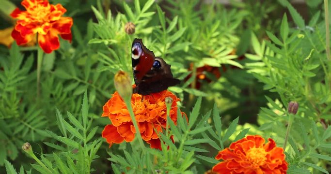 Peacock butterfly. Butterfly with flowers