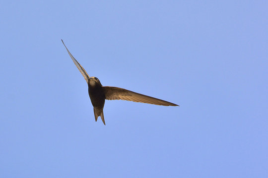 Apus apus (Common Swift, European Swift, Swift), Greece