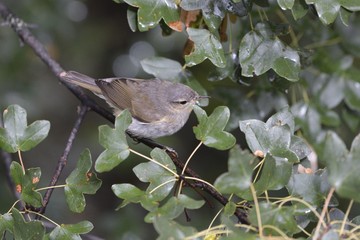 Eastern Bonelli's Warbler (Phylloscopus orientalis), Greece