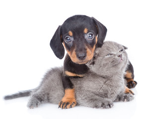 dachshund puppy hugging tender kitten. Isolated on white background