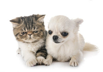 exotic shorthair kitten and chuihuahua