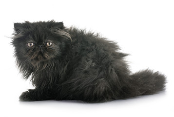 black persian kitten